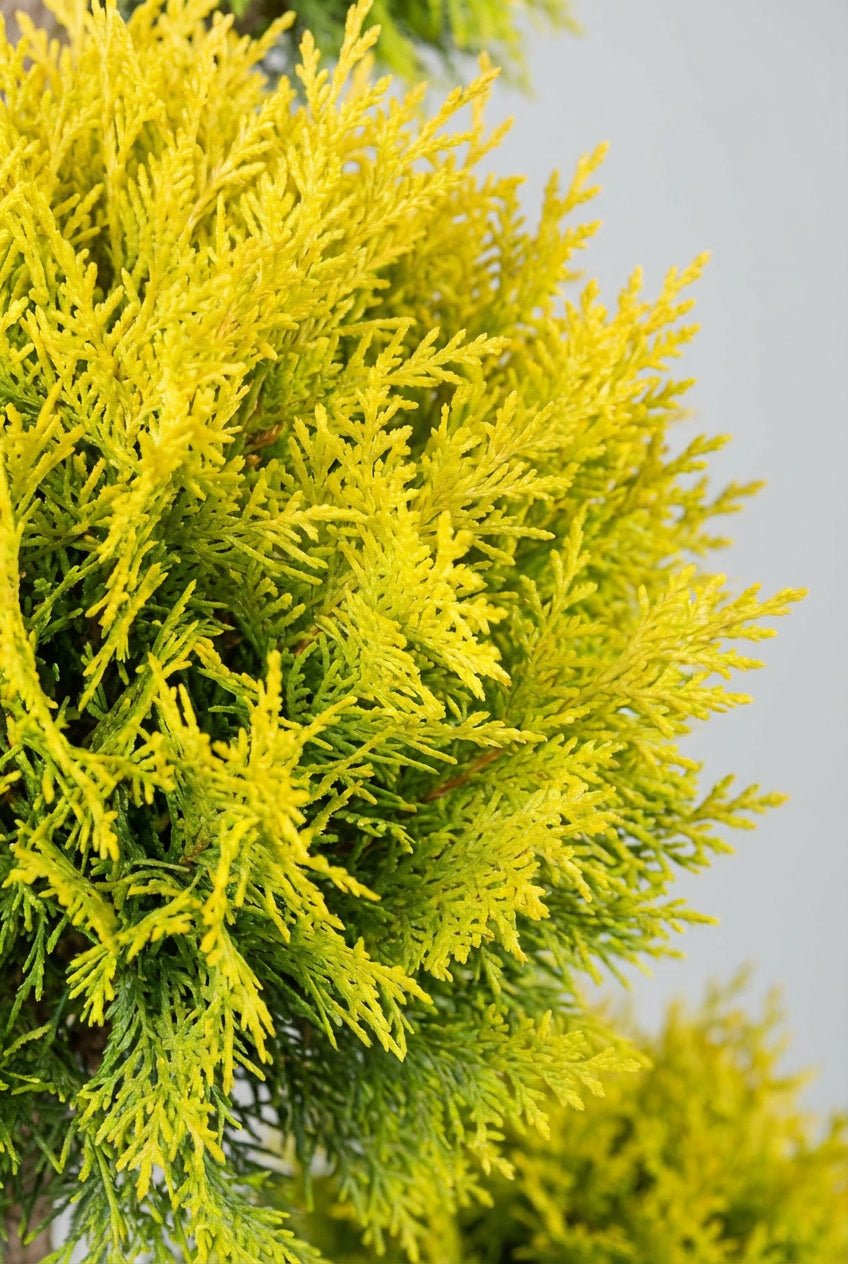 Close-up detail of Cupressus macrocarpa 'Goldcrest' pom-pom topiary showcasing vibrant golden-yellow fine-textured feathery foliage in cloud topiary form, ideal for buy topiary trees, lemon cypress cloud topiary, golden evergreen pom-pom specimens, and colorful architectural design.