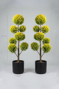 Studio · Sol and Aurelia, a golden cypress pom-pom pair in black pots, height marked 1.3-1.5m