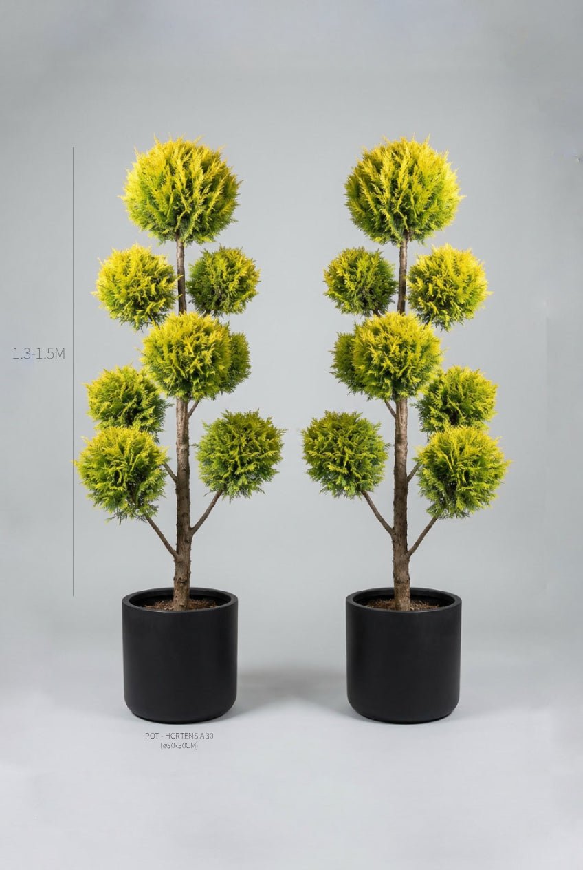 Studio · Sol and Aurelia, a golden cypress pom-pom pair in black pots, height marked 1.3-1.5m