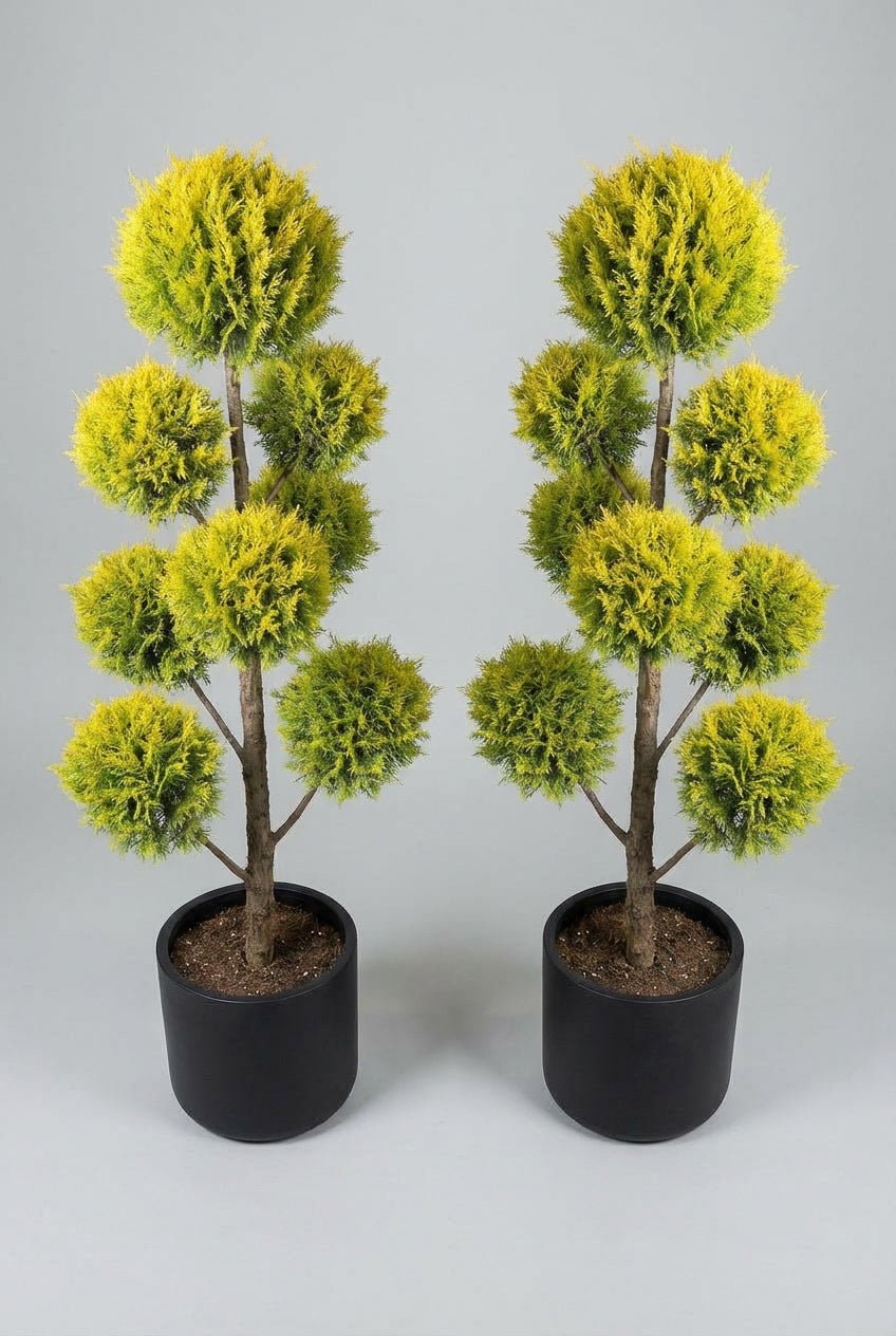 A pair of Cupressus macrocarpa 'Goldcrest' pom-pom topiary in black planters photographed on studio background, showcasing bright yellow-green multi-tier cloud topiary forms, demonstrating curated evergreen pairs and architectural topiary trees for doorway symmetry and entrance sculpture plants.