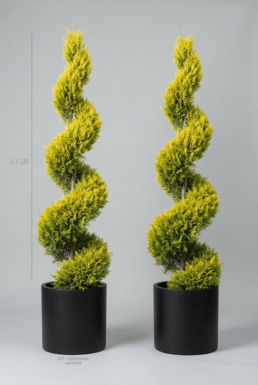 A pair of 170-200cm Cupressus macrocarpa 'Goldcrest' spiral topiary in black planters photographed on professional studio background, showcasing bright yellow-green twisted spiral topiary pair forms with distinctive golden foliage, demonstrating buy topiary trees and curated evergreen pairs for architectural garden design and formal entrance symmetry with vibrant sculptural evergreens.
