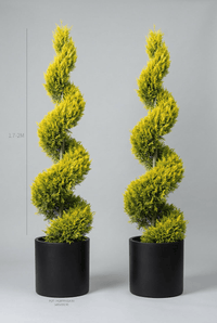Studio · Lior and Saffra shown to scale, golden cypress spirals marked at 1.7-2m in 50cm pots.