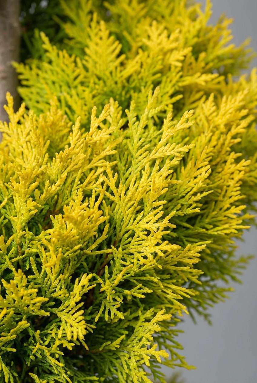 Close-up detail of Cupressus macrocarpa 'Goldcrest' spiral topiary showcasing vibrant golden-yellow fine-textured scale-like foliage with lemon-scented fragrance, ideal for buy topiary trees, spiral topiary pair, lemon cypress evergreens, and colorful architectural specimens.