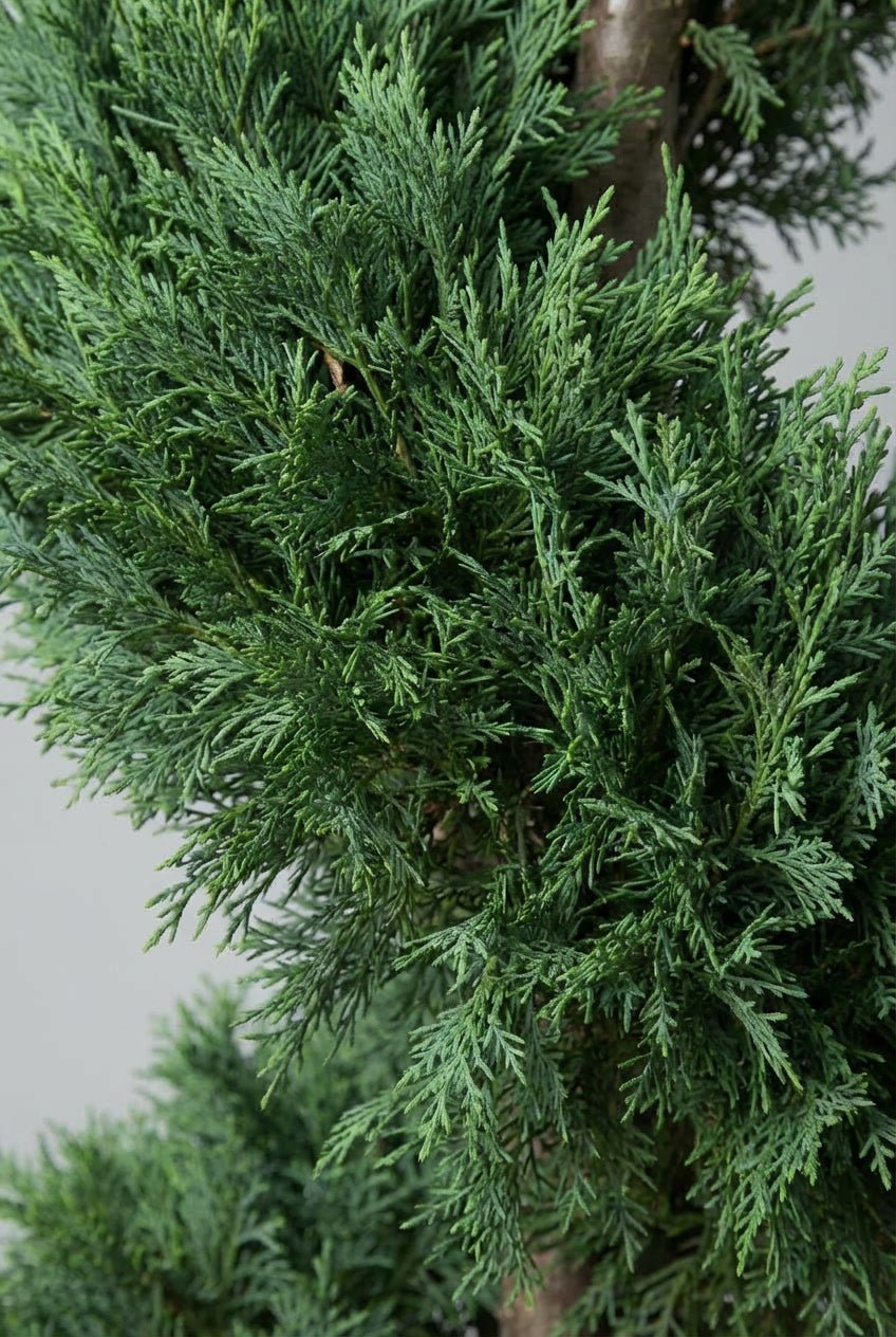 Close-up detail of Cupressus sempervirens (Italian cypress) fine-textured dark green foliage showcasing dense scale-like evergreen needles and natural branching structure, highlighting the architectural quality ideal for cupressus sempervirens topiary, pyramidal topiary pair specimens, formal entrance design, spiral forms, Mediterranean garden style, and sculptural living art with year-round evergreen texture for doorway symmetry applications.