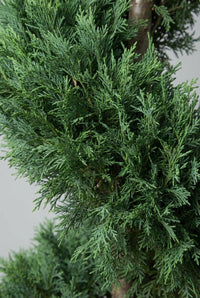 Foliage Close Up · Close-up of fine scale-like cypress foliage following the cut line of the spiral around the stem.