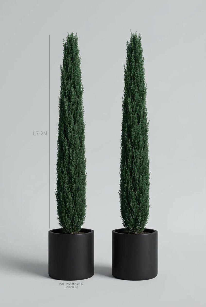 A pair of 170-200cm Cupressus sempervirens (Italian cypress) pencil topiary in black planters photographed on professional studio background, showcasing tall narrow columnar pyramidal topiary pair forms with dense dark evergreen foliage, demonstrating buy topiary trees and curated evergreen pairs for Mediterranean garden design and formal entrance architecture with classic vertical symmetry.