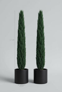 Studio · Height guide placing the pencil cypress pair at 1.7-2m, each in a 50cm black cylinder pot.