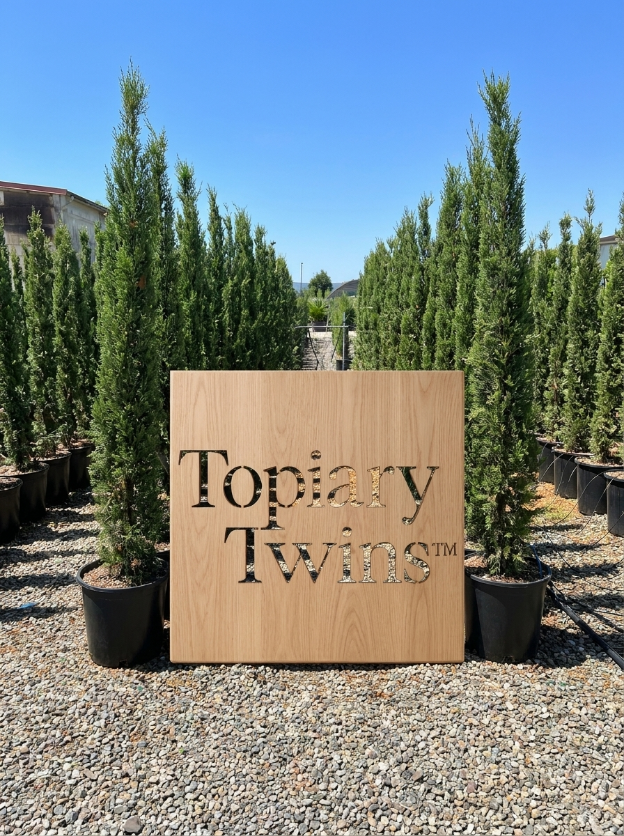 150–170cm pair · 1m board for scale