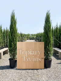 2–2.5m pair · scale reference against the 50cm pot
