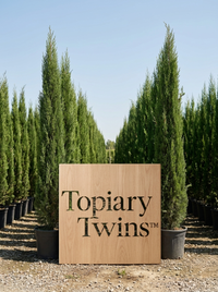 2–2.5m pair · scale reference against the 50cm pot