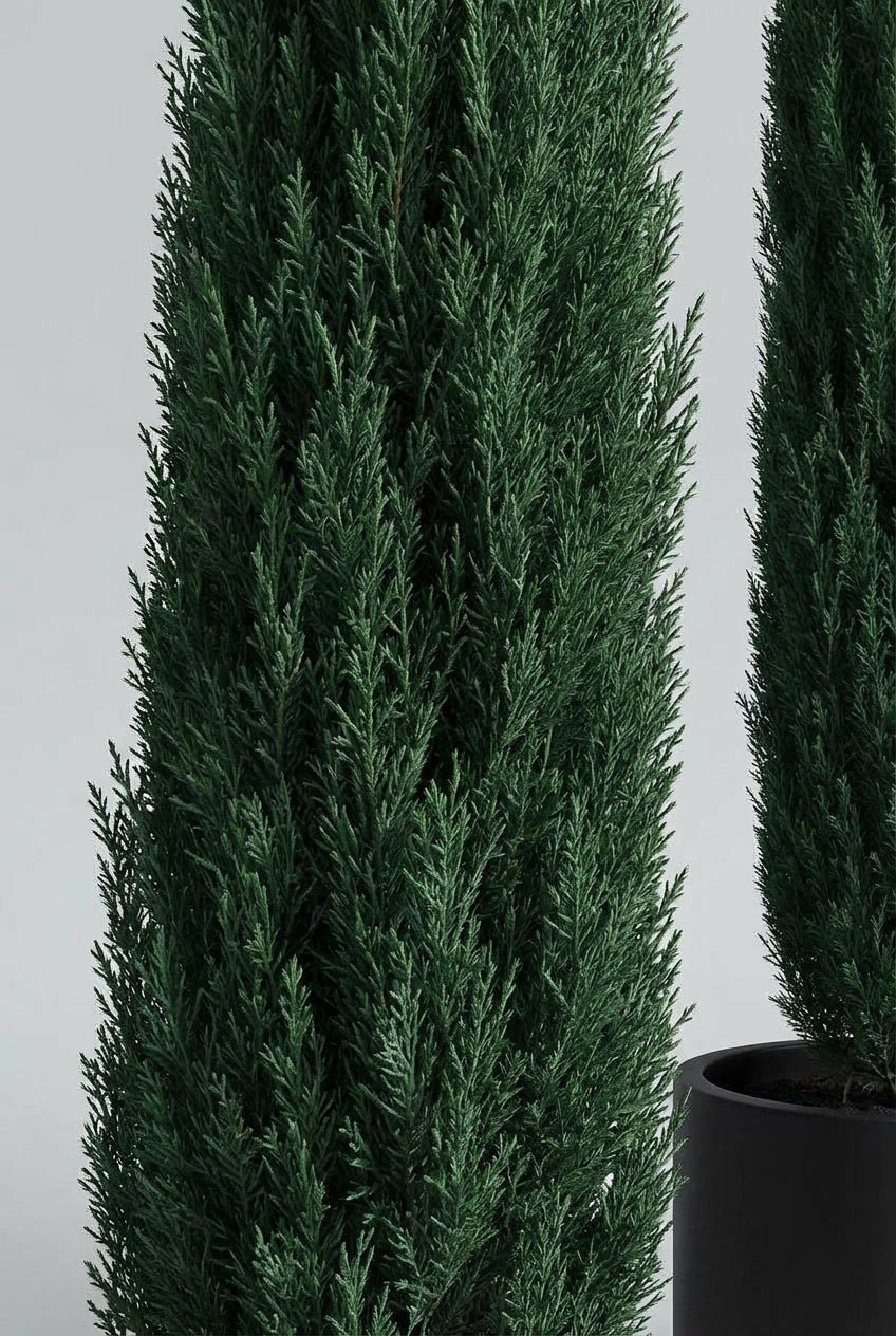 Macro close-up detail of Cupressus sempervirens 'Stricta' (Italian pencil cypress) showcasing ultra-narrow columnar form with dense dark green fine-textured evergreen foliage and compact vertical growth habit, ideal for cupressus sempervirens topiary, pyramidal topiary pair searches, buy topiary trees, Mediterranean garden style, architectural entrance design, tall narrow columnar specimens, formal doorway symmetry, and sculptural living art for space-efficient evergreen vertical accent plants.