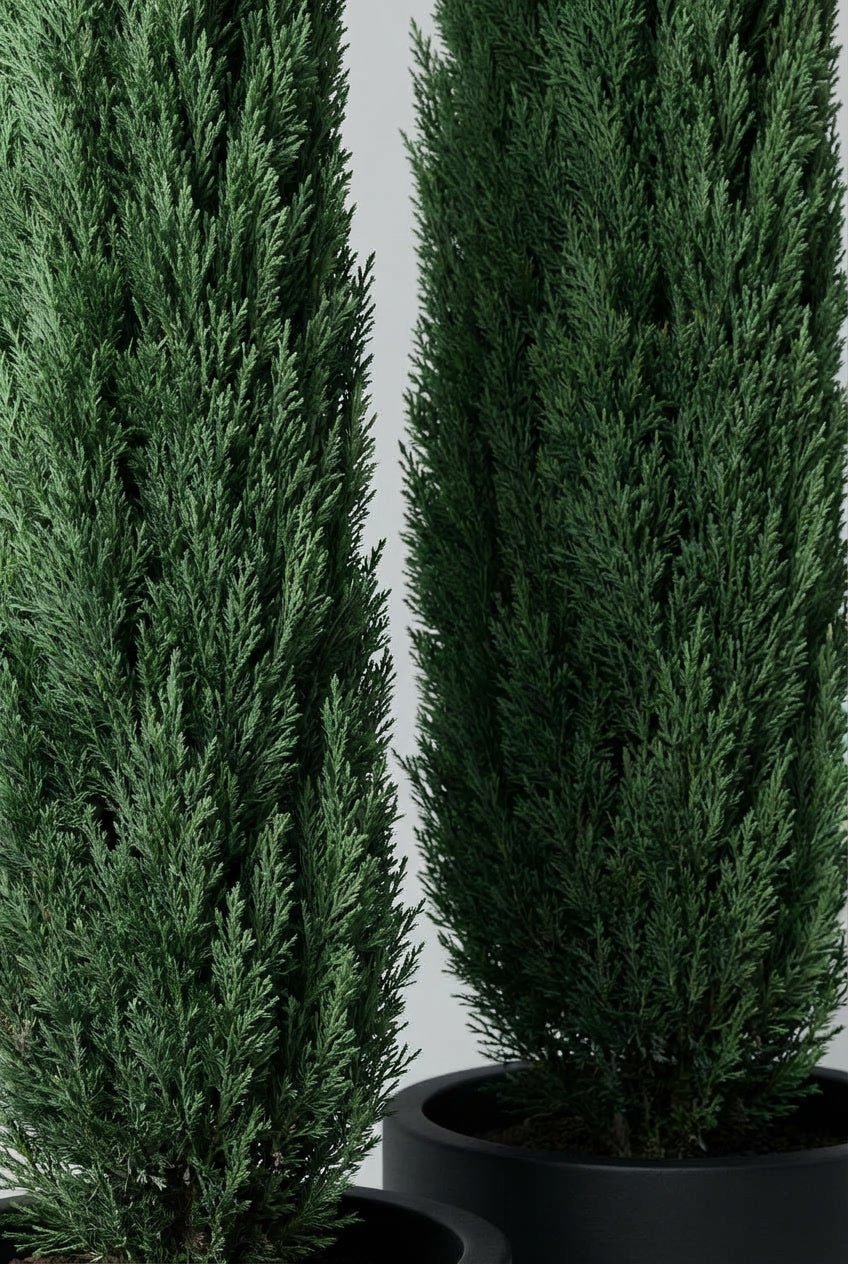 Detailed view of a curated pair of Cupressus sempervirens 'Totem' (Italian cypress) columnar topiary trees in black planters, showcasing dense dark green fine-textured evergreen foliage in narrow pyramidal form ideal for cupressus sempervirens topiary, buy topiary trees, pyramidal topiary pair searches, Mediterranean garden style, architectural entrance design, formal doorway symmetry, and sculptural living art for tall narrow columnar evergreen specimens.