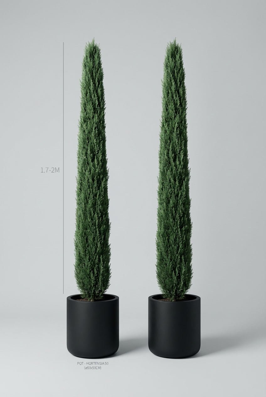 A pair of 170-200cm Cupressus sempervirens 'Totem' pencil topiary in black planters photographed on professional studio background, showcasing tall narrow columnar pyramidal topiary pair forms with dense dark evergreen foliage, demonstrating buy topiary trees and curated evergreen pairs for Mediterranean garden design and formal entrance architecture with classic Italian cypress vertical symmetry.
