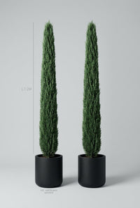 Studio · Alto and Luce, a pair of narrow Italian cypress in black pots, height marked 1.7-2m