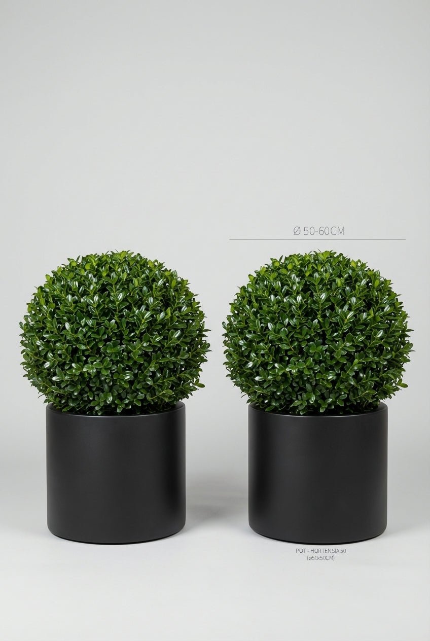 A pair of 50-60cm Ilex crenata (Japanese holly) ball topiary in black planters photographed on professional studio background, showcasing dense evergreen spheres with glossy foliage as blight-resistant boxwood alternatives, demonstrating buy boxwood sphere replacements and curated evergreen pairs for architectural topiary design and doorway symmetry.