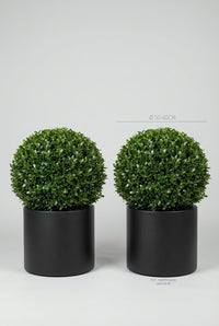 Studio · Nori and Koa, matched Japanese holly balls in black pots, marked 50-60cm across