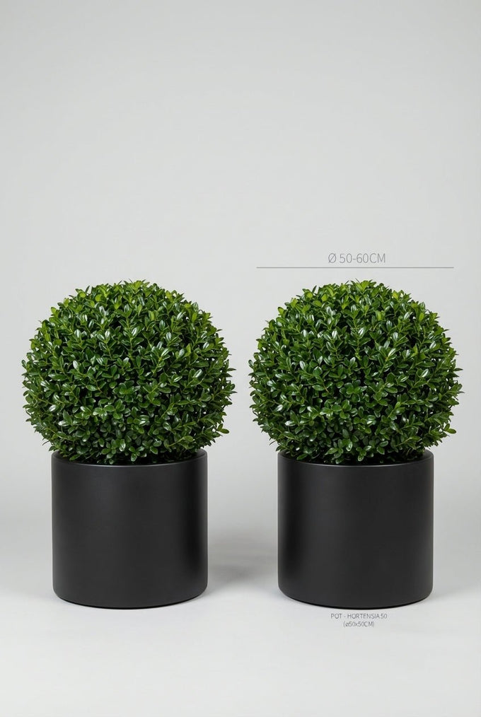 Japanese holly topiary ball pair, Ilex crenata 50-60cm boxwood sphere alternative