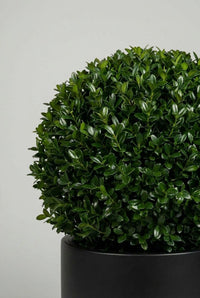 Studio · A single Japanese holly ball, densely leafed, sitting above the rim of a black cylinder pot