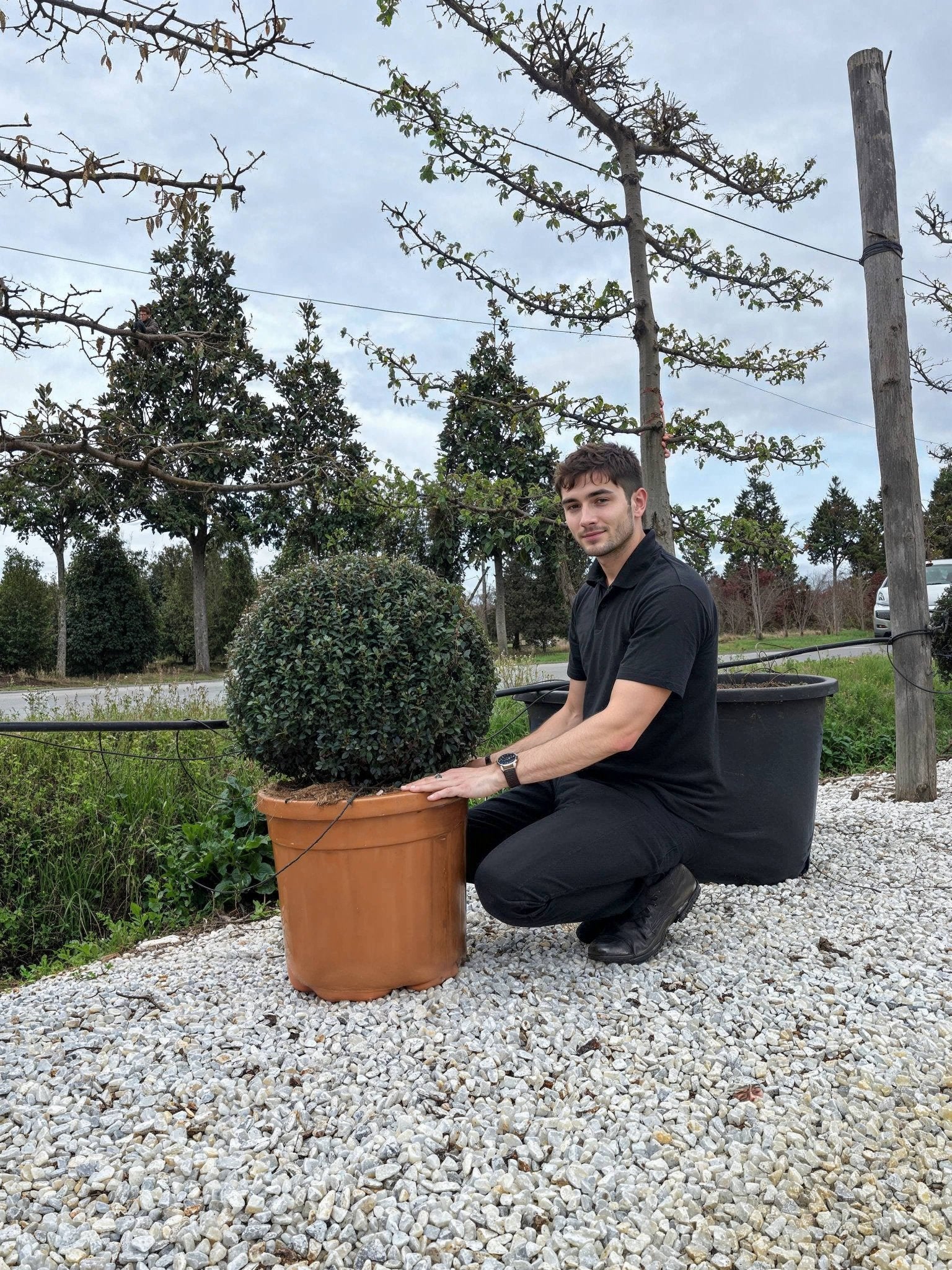 Nursery field photograph of 50cm Ilex crenata (Japanese holly) ball topiary in terracotta pot showcasing dense glossy dark green sphere form with professional scale reference, ideal for Ilex crenata topiary searches, buy boxwood sphere blight-resistant alternatives, boxwood topiary replacements, architectural topiary design, doorway plants, curated evergreen pairs, and sculptural living art demonstrating premium nursery-quality evergreen specimens for formal garden symmetry and entrance design.