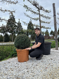 Nursery · A team member kneels beside a Japanese holly ball in a terracotta nursery pot on white gravel