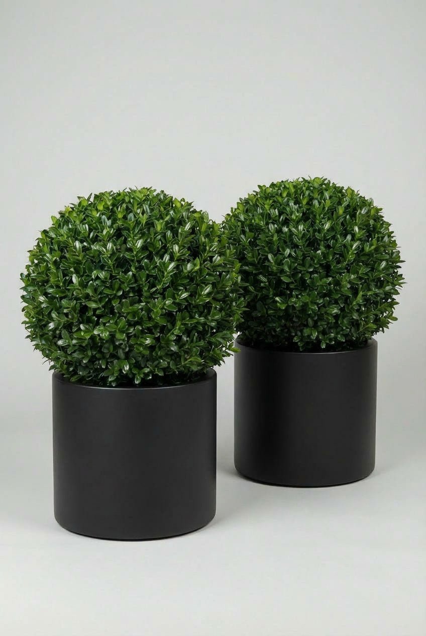 A pair of 60cm Ilex crenata (Japanese holly) ball topiary in black planters photographed on studio background, showcasing dense evergreen spheres as blight-resistant boxwood alternatives, demonstrating buy boxwood sphere replacements and curated evergreen pairs for architectural topiary design and doorway symmetry.