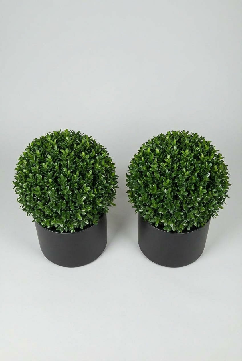 A pair of Ilex crenata (Japanese holly) ball topiary in black planters photographed on white studio background, showcasing dense evergreen spheres as blight-resistant boxwood alternatives, demonstrating buy boxwood sphere replacements and curated evergreen pairs for architectural topiary design and doorway symmetry.