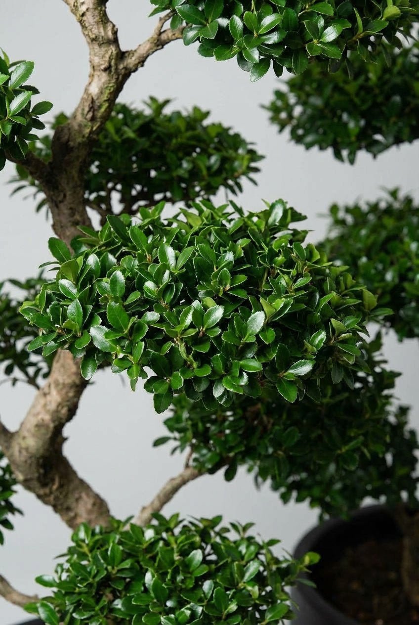 Close-up detail of Ilex crenata (Japanese holly) cloud topiary bonsai pads showcasing dense glossy dark green small oval leaves on artistic branching, ideal for buy boxwood sphere blight-resistant alternatives, Ilex crenata topiary, niwaki style, and cloud topiary specimens.