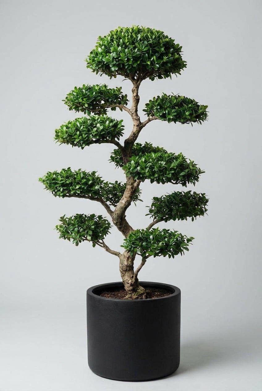 An Ilex crenata (Japanese holly) cloud topiary in a black planter photographed on studio background, showcasing multi-tier pom-pom topiary with dense evergreen foliage and bonsai-style trunk, demonstrating architectural topiary plants as blight-resistant boxwood alternatives for formal garden design.