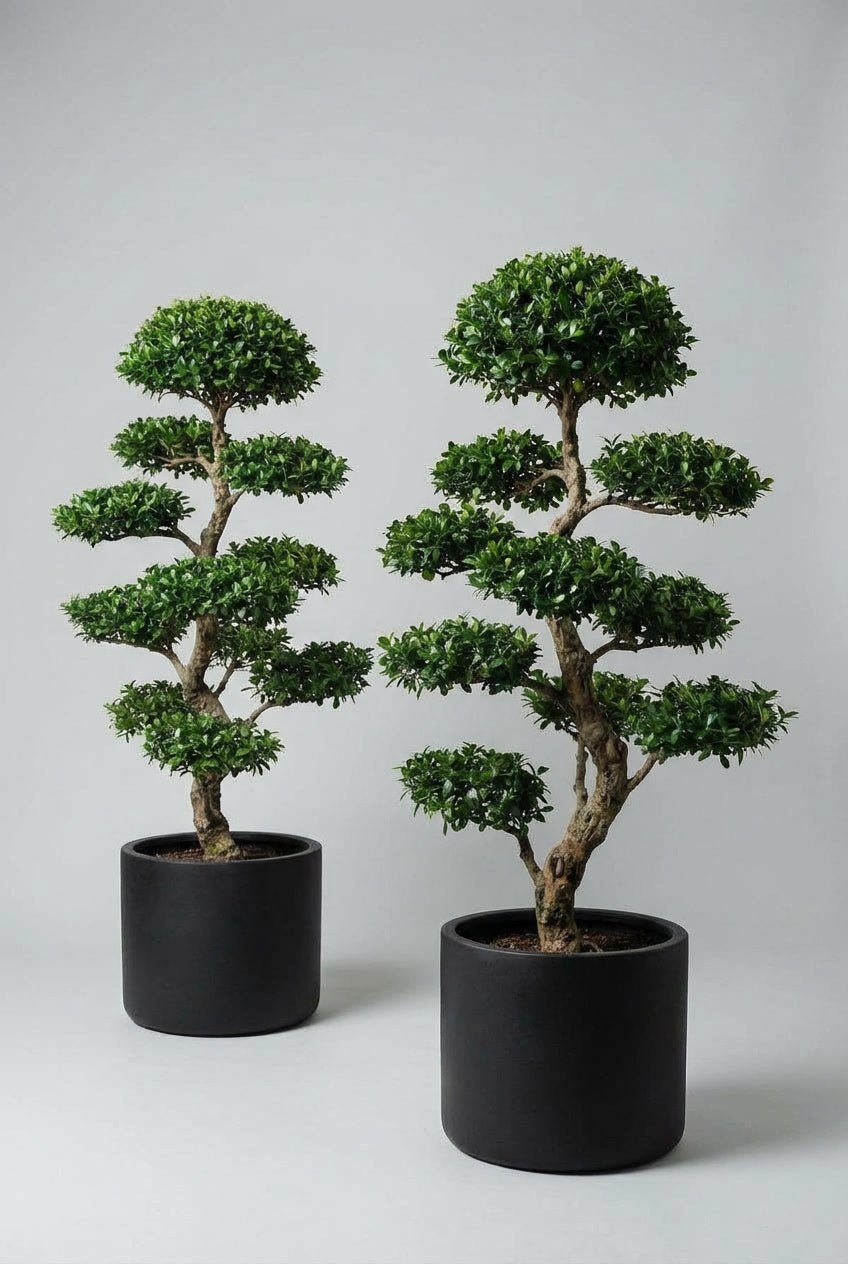 A pair of Ilex crenata (Japanese holly) cloud topiary in black planters photographed on minimalist studio background, showcasing multi-tier pom-pom topiary with bonsai-style trunks, demonstrating curated evergreen pairs and architectural topiary plants as blight-resistant boxwood alternatives for doorway symmetry.