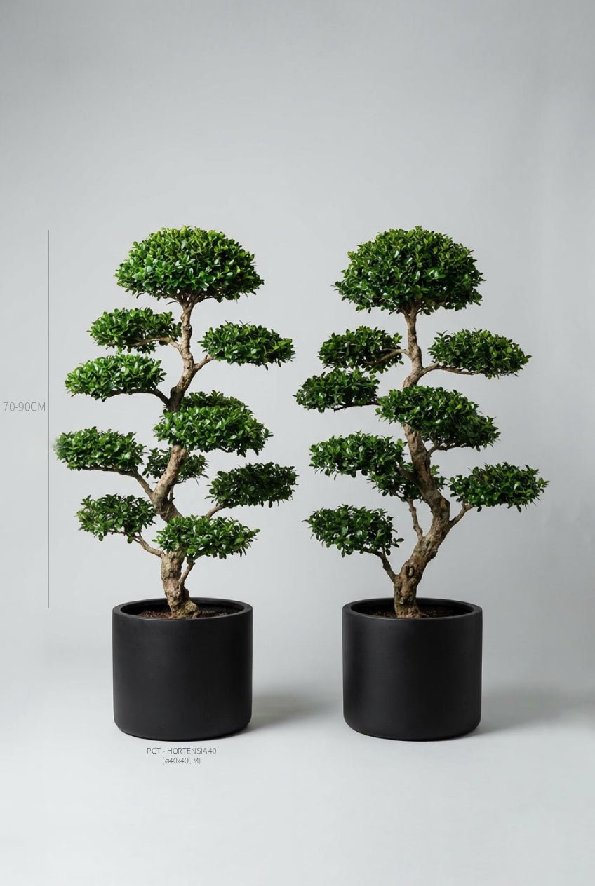 Studio · Kiri and Suki, a cloud-pruned Japanese holly pair in black pots, height marked 70-90cm