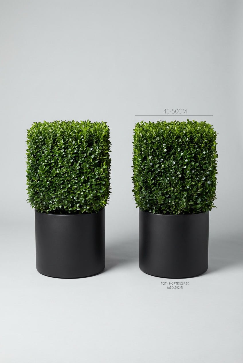 A pair of 40-50cm Ilex crenata (Japanese holly) cube topiary in black planters photographed on professional studio background, showcasing dense evergreen geometric forms with glossy foliage as blight-resistant boxwood alternatives, demonstrating buy boxwood sphere replacements and curated evergreen pairs for architectural topiary design and doorway symmetry.