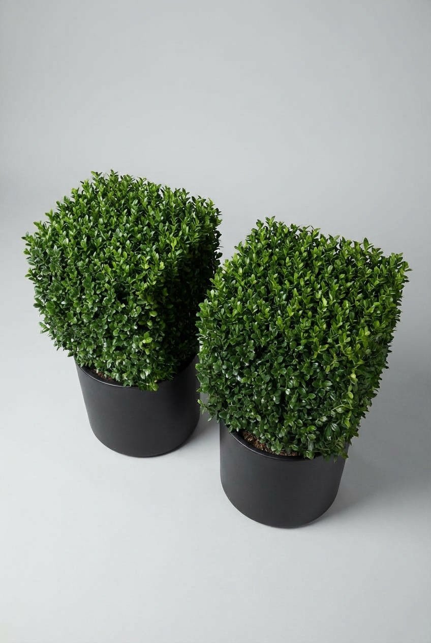 A pair of 40cm Ilex crenata (Japanese holly) cube topiary in black planters photographed on studio background, showcasing dense evergreen geometric forms as blight-resistant boxwood alternatives, demonstrating curated evergreen pairs and buy boxwood sphere replacements for architectural garden design and doorway symmetry.