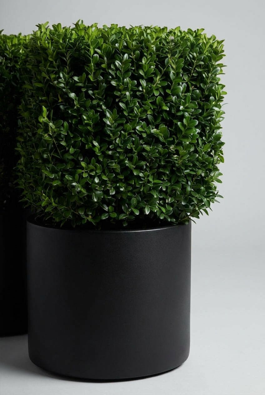 A 50cm Ilex crenata (Japanese holly) cube topiary in a black planter photographed on studio background, showcasing dense evergreen geometric form as a blight-resistant boxwood alternative, demonstrating buy boxwood sphere replacement and architectural topiary plants for formal garden design and entrance sculpture.