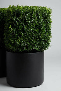 Studio · A single clipped holly cube resting on the rim of a matte black pot, its twin behind