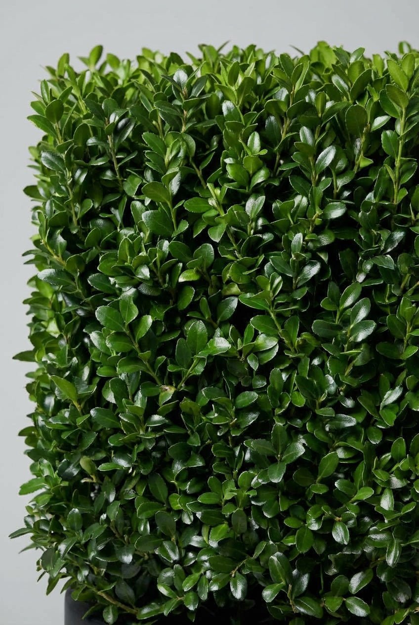 Macro close-up detail of Ilex crenata (Japanese holly) cube topiary showcasing dense glossy dark green small oval leaves in geometric form, ideal for buy boxwood sphere blight-resistant alternatives, Ilex crenata topiary, and architectural evergreen cube specimens.