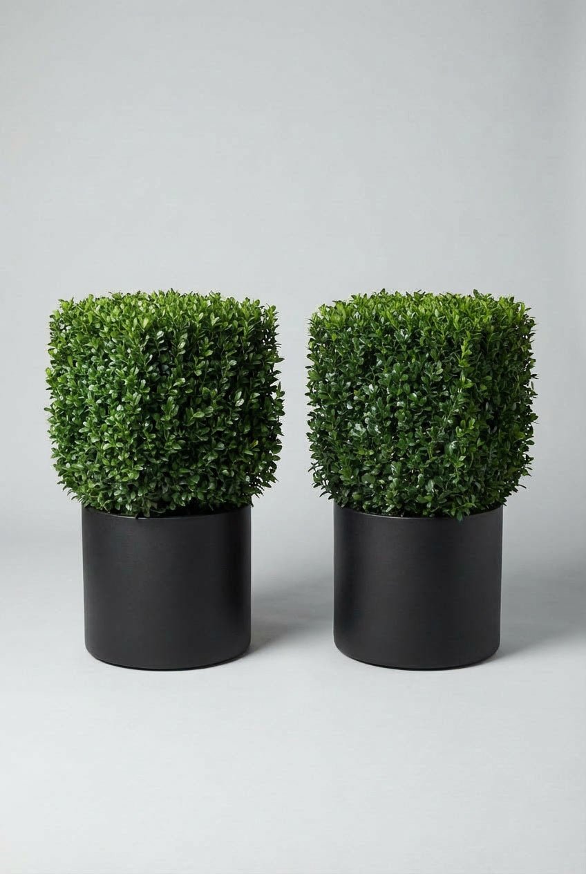 A pair of Ilex crenata (Japanese holly) cube topiary in black planters photographed on studio background, showcasing dense evergreen geometric forms as blight-resistant boxwood alternatives, demonstrating buy boxwood sphere replacements and architectural topiary plants for formal garden design and doorway symmetry.