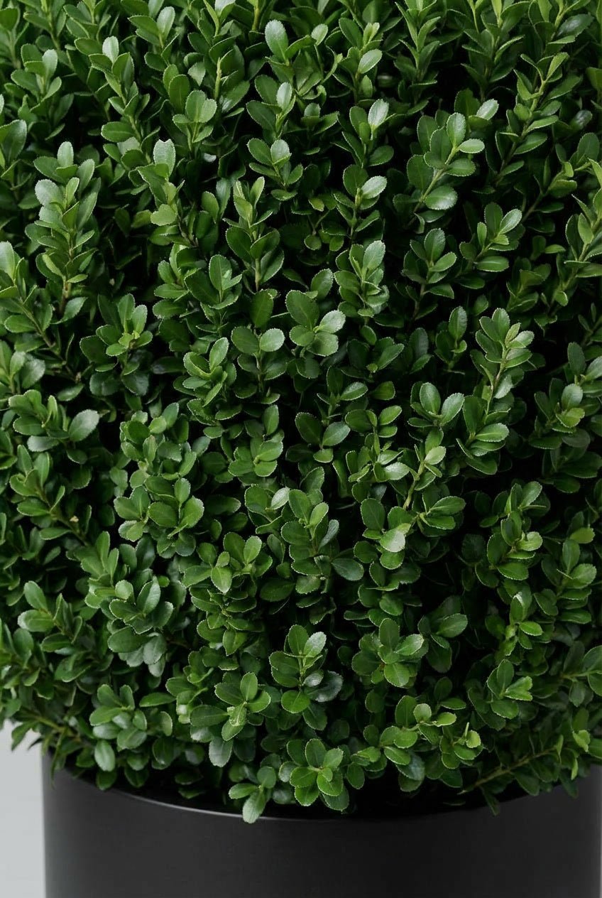 Close-up detail of Ilex crenata (Japanese holly) showcasing dense glossy dark green small oval leaves, ideal for buy boxwood sphere blight-resistant alternatives, Ilex crenata topiary, boxwood replacement evergreens, and architectural topiary ball specimens.