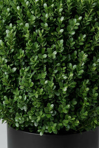 Foliage Close Up · Small glossy box leaves, fine texture running across a freshly clipped cube face.