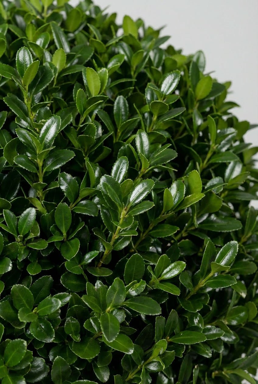 Macro close-up detail of Ilex crenata (Japanese holly) topiary ball showcasing dense glossy bright green small oval leaves with natural branching, ideal for buy boxwood sphere blight-resistant alternatives, Ilex crenata topiary, and architectural evergreen specimens.