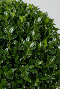 Foliage Close Up · Small glossy holly leaves covering the tight clipped surface of the sphere