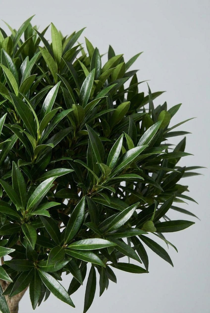 Close-up detail of Laurus nobilis (bay laurel) cloud topiary showcasing glossy dark green aromatic lance-shaped leaves in pom-pom form, ideal for buy topiary plants, bay tree topiary, culinary herb evergreens, and architectural cloud topiary design.