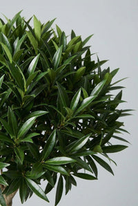 Foliage Close Up · Laurel cloud pad, glossy dark lance-shaped leaves packed into a smooth dome.