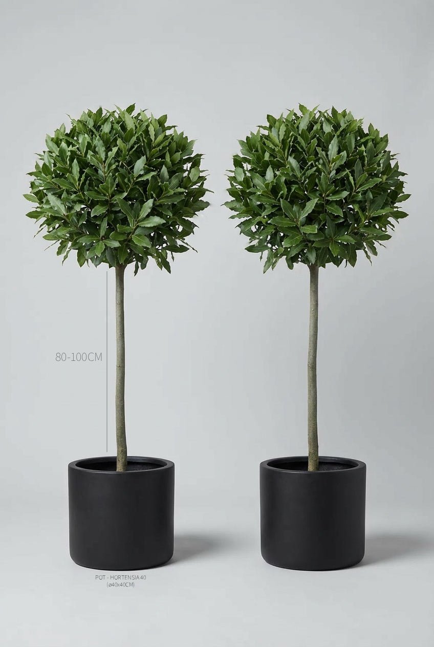 A pair of 80-100cm Laurus nobilis (bay tree) lollipop standards in black planters photographed on professional studio background, showcasing ball-topped topiary forms on single stems with aromatic evergreen foliage, demonstrating bay tree spiral pair alternatives and curated evergreen pairs for architectural garden design and doorway plants.