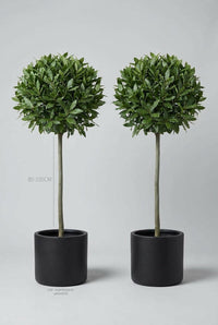 Studio · Atlas and Oria against a height guide, 80-100cm clear stems marked next to a 40cm black pot.