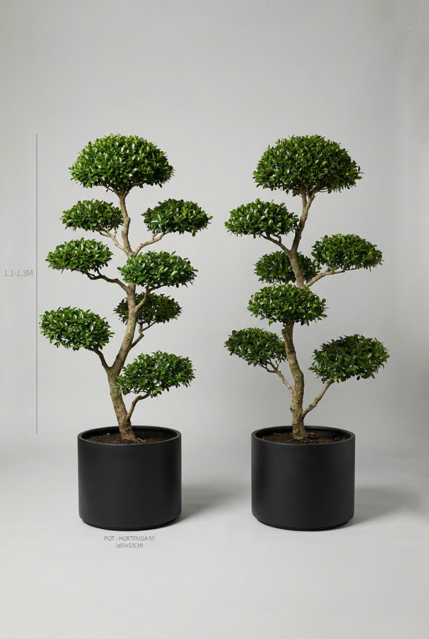 A hand-matched pair of 130-150cm Ligustrum delavayanum (Delavay privet) cloud topiary trees in black planters photographed on professional studio background, showcasing dense glossy dark green layered pom-pom topiary pads in Japanese niwaki bonsai style with artistic branching, ideal for privet topiary pair searches, buy topiary trees, architectural topiary design, doorway statement plants, curated evergreen pairs, and sculptural living art for affordable formal entrance symmetry.