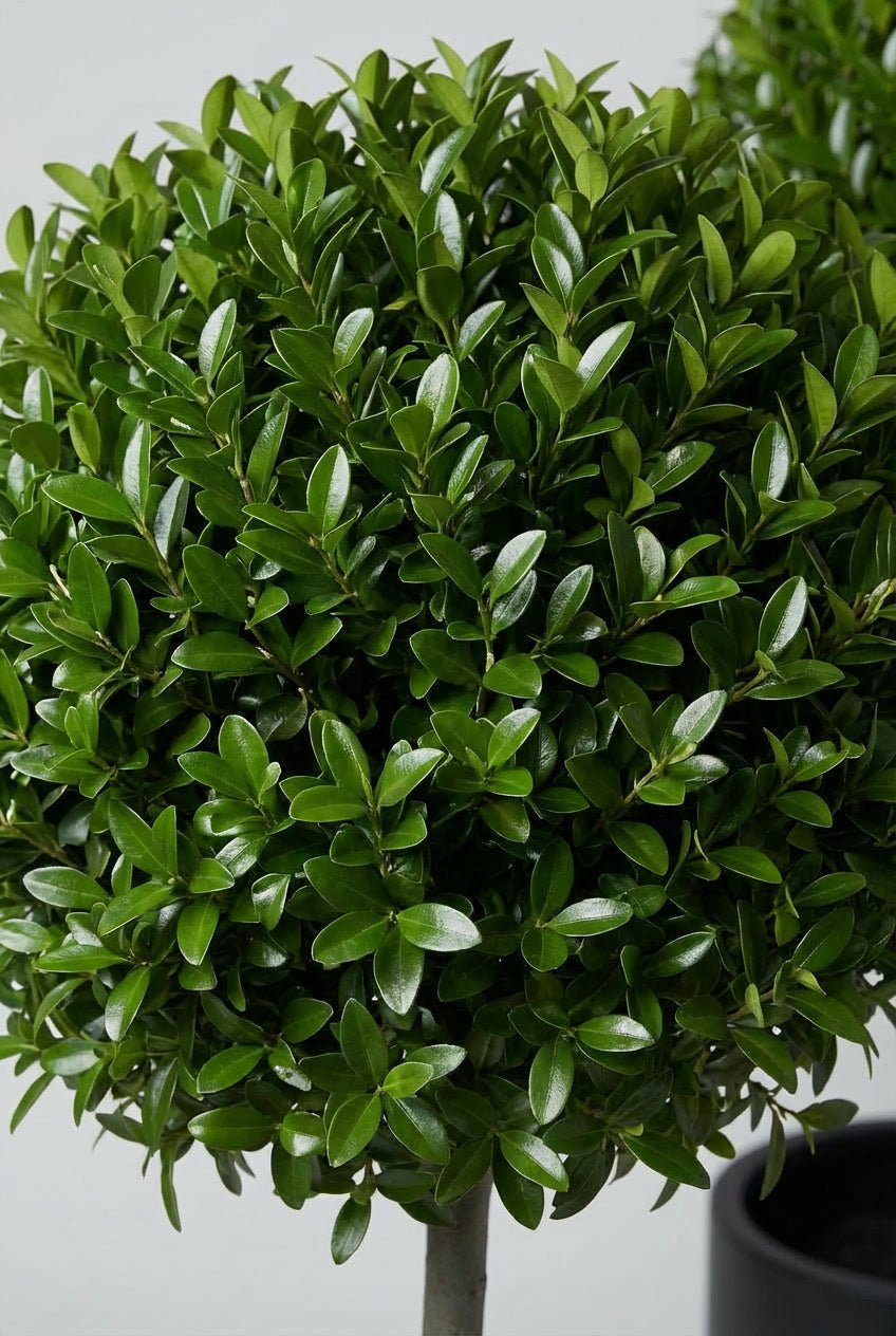 Close-up detail of Ligustrum delavayanum (Delavay privet) lollipop standard topiary showcasing dense glossy dark green small oval leaves in multi-tier ball form, ideal for privet topiary pair, buy topiary trees, affordable evergreen standards, and architectural cloud topiary design.