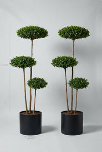 Studio · Thea and Plume, three-tier privet cloud trees in black pots, height marked 1.3-1.5m