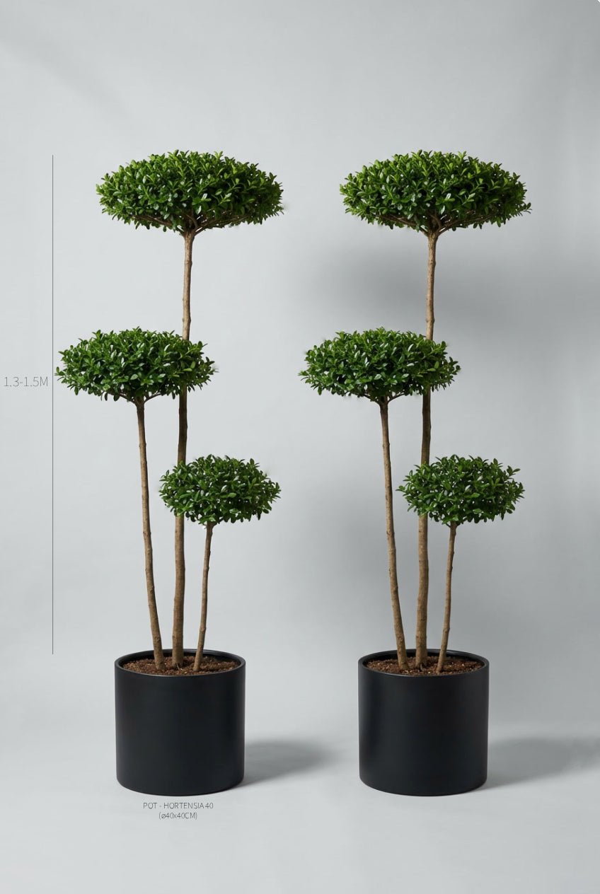Studio · Thea and Plume, three-tier privet cloud trees in black pots, height marked 1.3-1.5m