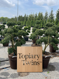 Delavay Privet Bonsai Pair - Sael & Nami