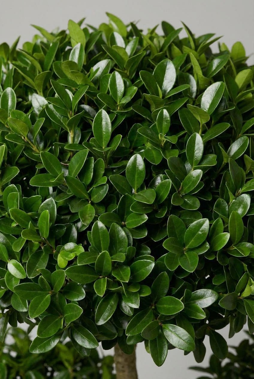 Close-up detail of Ligustrum jonandrum (Japanese privet) cloud topiary showcasing dense glossy bright green oval leaves in layered pom-pom form, ideal for privet topiary pair, buy topiary plants, cloud topiary, and affordable evergreen architectural specimens.